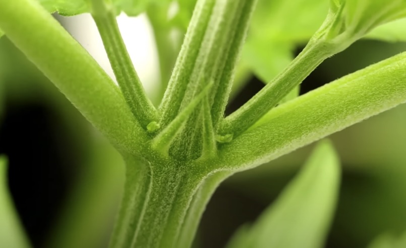 Up close marijuana stem