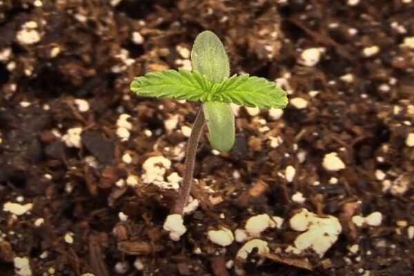 Cannabis Seedling