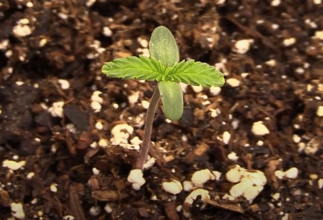 Cannabis Seedling